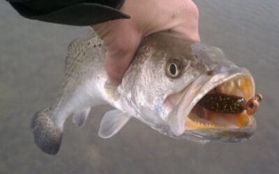 Tailing reds and Big trout in potholes!