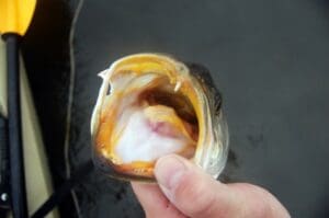 Person holding fish with open mouth.