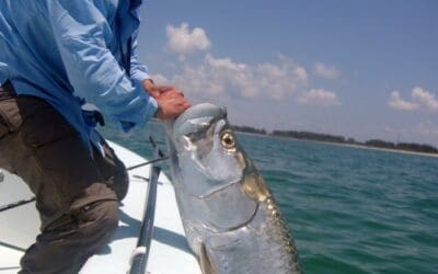 Tarpon by boat in May!