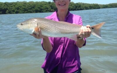 Dave and Marilyn got on the Tampa Bay redfish 5/18