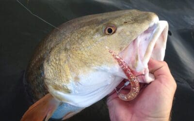 BIG schools of over slot tailing redfish gone crazy in Tampa Bay!