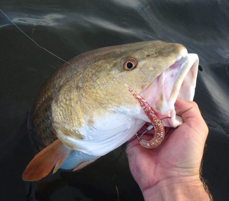 Caught redfish hooked with fishing lure