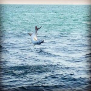 Fish leaping out of ocean water