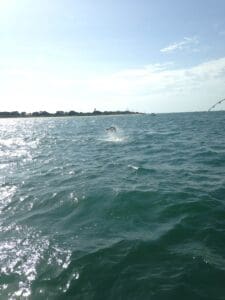 Dolphin jumping in ocean near beach.