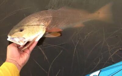 July 22 evening tailing redfish