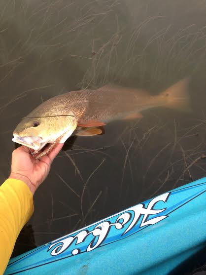 July 22 evening tailing redfish