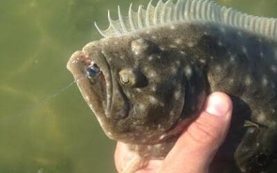 Nov 3 Post cold front fishing still HOT in Tampa Bay