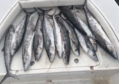 10 fish caught on a Seein Red Sportfishing Charter