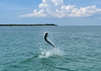 tarpon jumping out of the water