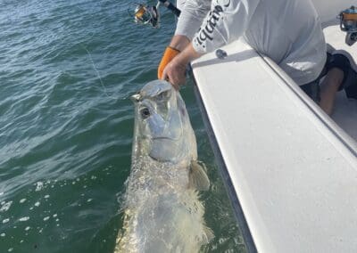 catching a tarpon in Tampa Bay